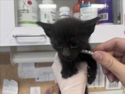 Shelter Stray Male Cat last seen Near BLOCK  CIRCITA DEL SUR, 100 Caja Del Rio Rd, Santa Fe, NM 87507, USA