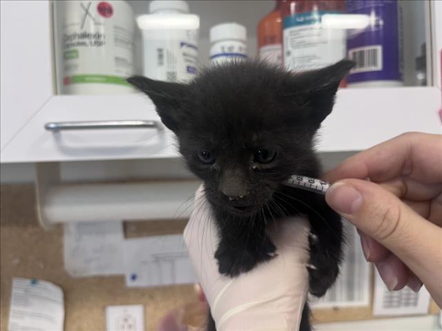 Shelter Stray Male Cat last seen Near BLOCK  CIRCITA DEL SUR, 100 Caja Del Rio Rd, Santa Fe, NM 87507, USA