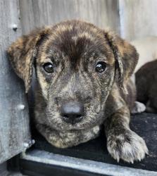 Shelter Stray Male Dog last seen YELLOW SAND DR, 4710 TX-151, San Antonio, TX 78227, USA