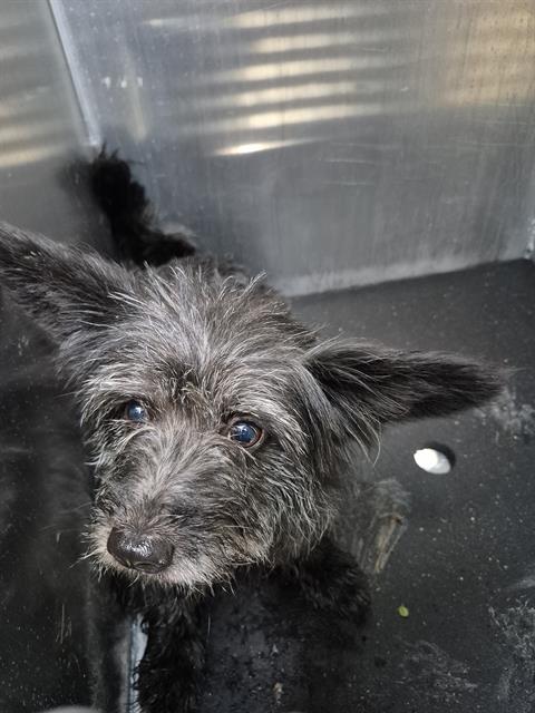Shelter Stray Male Dog last seen HOT WELLS., 4710 TX-151, San Antonio, TX 78227, USA