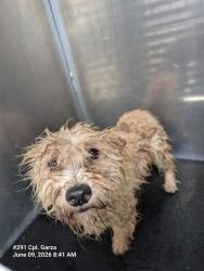 Shelter Stray Male Dog last seen HOT WELLS., 4710 TX-151, San Antonio, TX 78227, USA