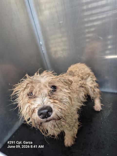 Shelter Stray Male Dog last seen HOT WELLS., 4710 TX-151, San Antonio, TX 78227, USA