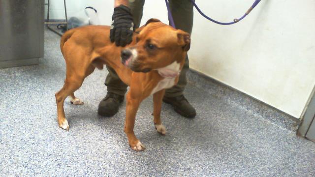 Shelter Stray Male Dog last seen CHARLOTTE, 8315 Byrum Dr, Charlotte, NC 28217, USA