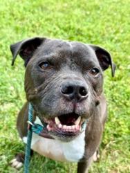 Shelter Stray Male Dog last seen Near BLOCK W HILL STREET, 3528 Newburg Rd, Louisville, KY 40218, USA