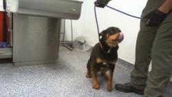 Shelter Stray Female Dog last seen CHARLOTTE, 8315 Byrum Dr, Charlotte, NC 28217, USA