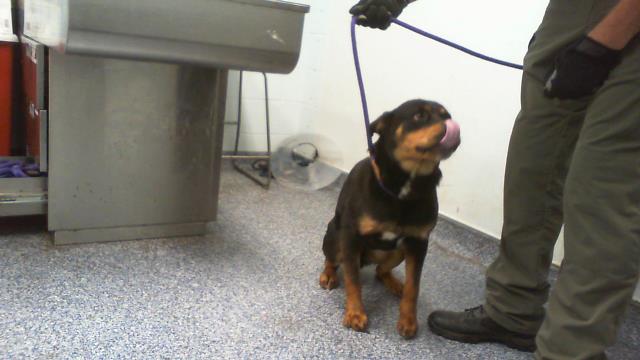 Shelter Stray Female Dog last seen CHARLOTTE, 8315 Byrum Dr, Charlotte, NC 28217, USA