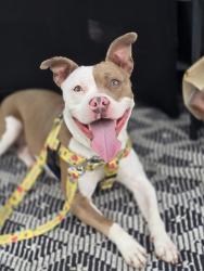 Shelter Stray Female Dog last seen Near BLOCK BANK ST, 3528 Newburg Rd, Louisville, KY 40218, USA