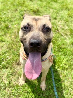 Shelter Stray Male Dog last seen Near BLOCK PRENTICE, 3528 Newburg Rd, Louisville, KY 40218, USA