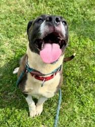 Shelter Stray Female Dog last seen Near BLOCK DONARD PARK AVE, 3528 Newburg Rd, Louisville, KY 40218, USA