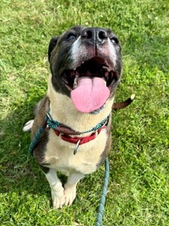 Shelter Stray Female Dog last seen Near BLOCK DONARD PARK AVE, 3528 Newburg Rd, Louisville, KY 40218, USA