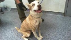 Shelter Stray Female Dog last seen CHARLOTTE, 8315 Byrum Dr, Charlotte, NC 28217, USA