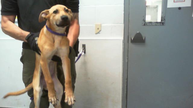 Shelter Stray Female Dog last seen CHARLOTTE, 8315 Byrum Dr, Charlotte, NC 28217, USA