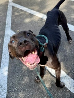 Shelter Stray Male Dog last seen Near BLOCK HALE AVE, 3528 Newburg Rd, Louisville, KY 40218, USA