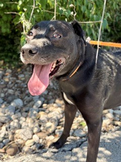 Shelter Stray Male Dog last seen Near BLOCK DIXIE HIGHWAY, 3528 Newburg Rd, Louisville, KY 40218, USA