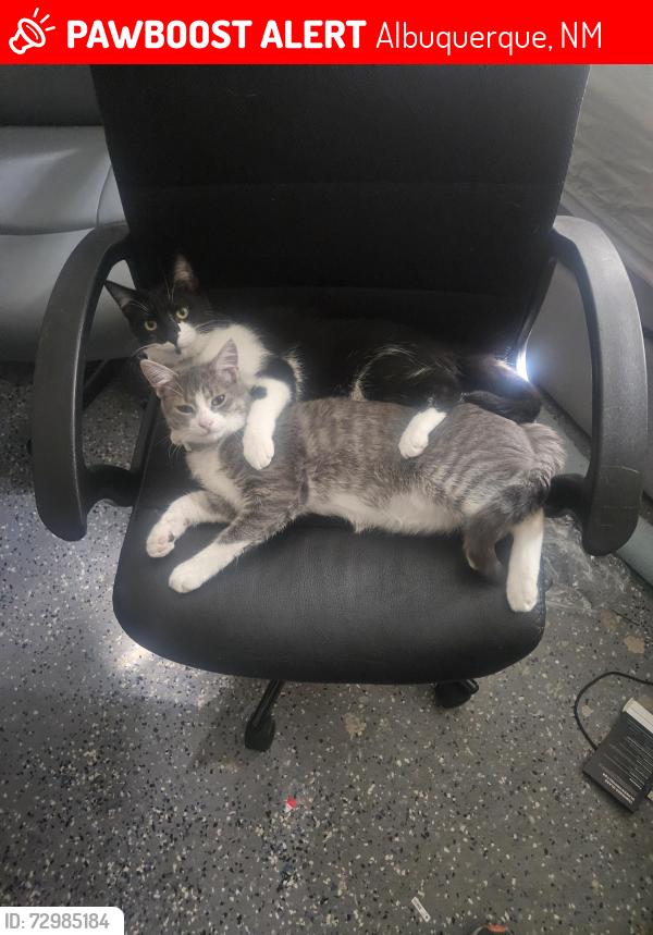 Lost Male Cat last seen Unser and Irving, Albuquerque, NM 87114