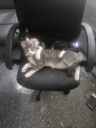 Lost Male Cat last seen Unser and Irving, Albuquerque, NM 87114
