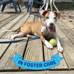 Shelter Stray Male Dog last seen Near BLOCK HOLTON ST, TALLAHASSEE FL 32310, Tallahassee, FL 32311
