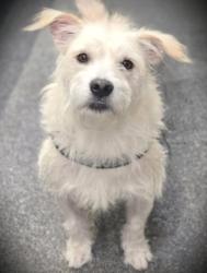 Shelter Stray Male Dog last seen , 3201 Lacy St, Los Angeles, CA 90031, USA