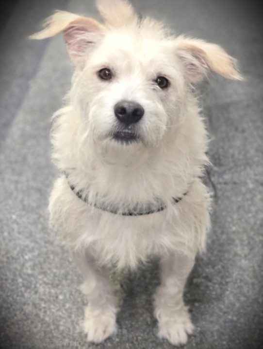 Shelter Stray Male Dog last seen , 3201 Lacy St, Los Angeles, CA 90031, USA