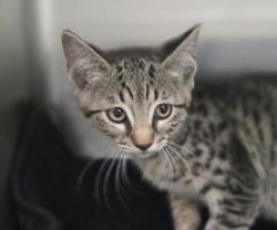 Shelter Stray Female Cat last seen , 3201 Lacy St, Los Angeles, CA 90031, USA