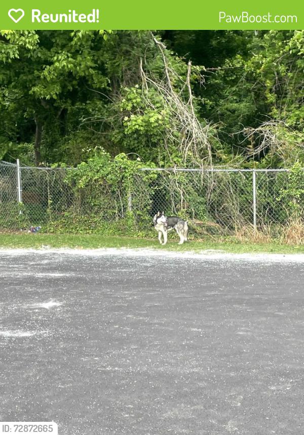 Reunited Unknown Dog last seen Norcross Elementary near born street , Norcross, GA 30071