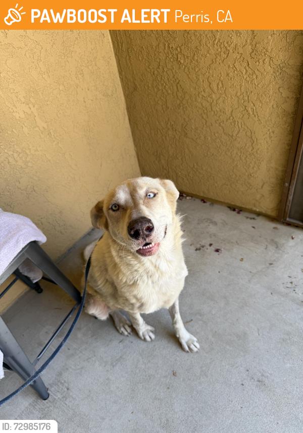 Found/Stray Female Dog last seen Orange Ave and N Perris blvd, Perris, CA 92572