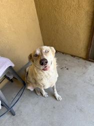 Found/Stray Female Dog last seen Orange Ave and N Perris blvd, Perris, CA 92572