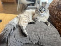 Lost Female Cat last seen Mojave Avenue , Santa Rosa, CA 95407