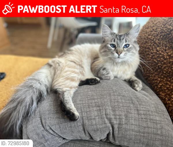Lost Female Cat last seen Mojave Avenue , Santa Rosa, CA 95407
