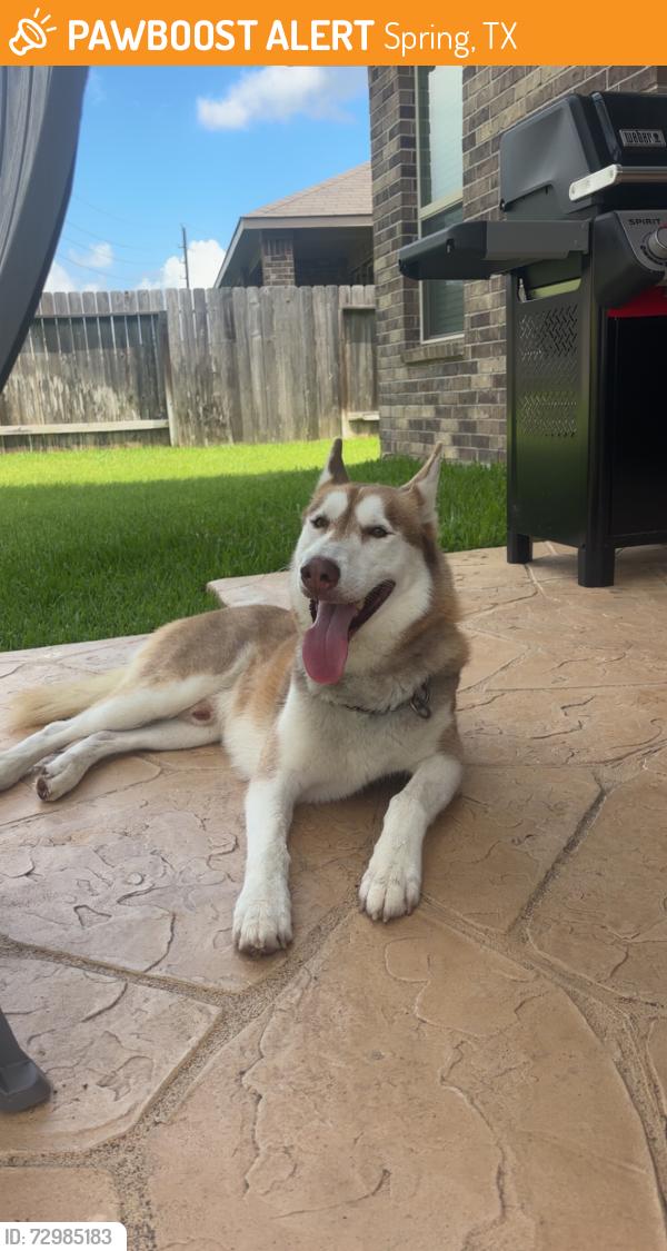 Found/Stray Male Dog last seen Hampton Point Blvd, Spring, TX 77389