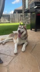 Found/Stray Male Dog last seen Hampton Point Blvd, Spring, TX 77389