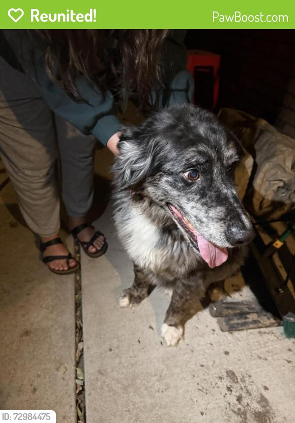 Reunited Unknown Dog last seen W. Florida Drive and Lizaso, Boise, ID 83709