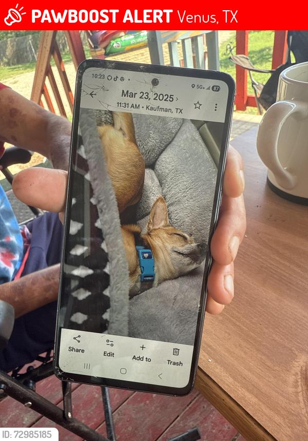 Lost Male Dog last seen Near FM 157 Venus Texas , Venus, TX 76084