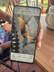 Lost Male Dog last seen Near FM 157 Venus Texas , Venus, TX 76084