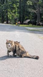Reunited Unknown Cat last seen Gravier RD, Chesterfield County, VA 23112