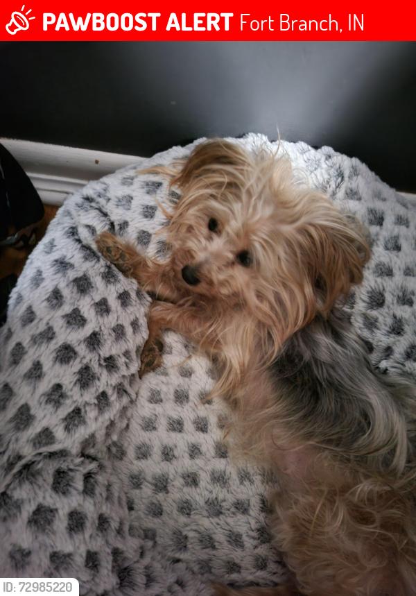 Lost Female Dog last seen Locust and willard, Fort Branch, IN 47648