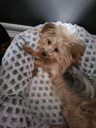 Lost Female Dog last seen Locust and willard, Fort Branch, IN 47648
