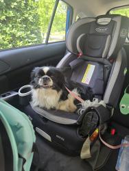 Found/Stray Unknown Dog last seen City Point, Hopewell, VA 23860