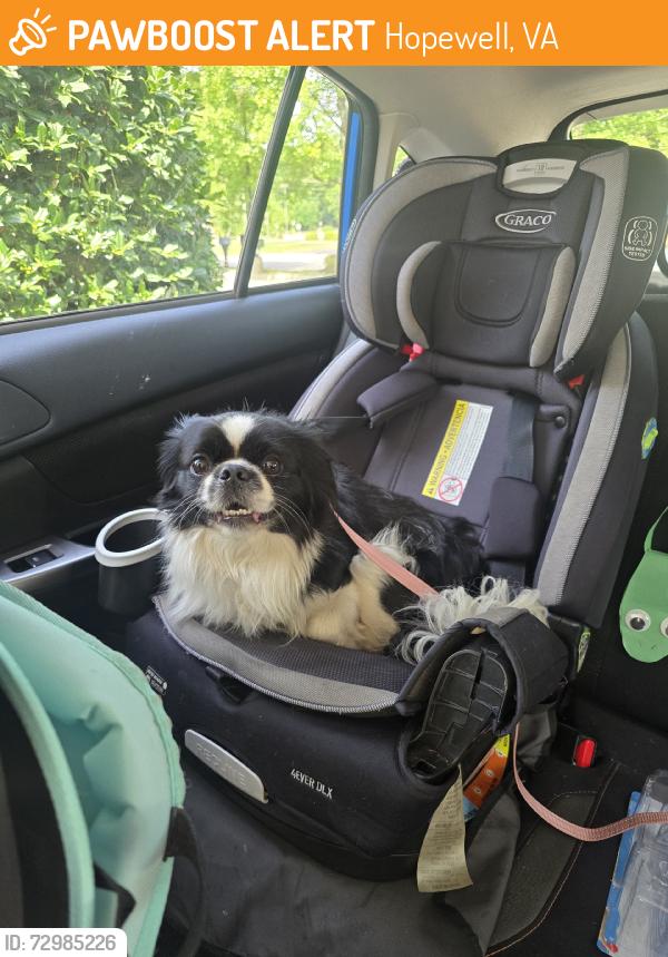 Found/Stray Unknown Dog last seen City Point, Hopewell, VA 23860