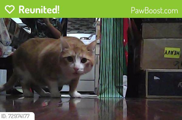 Reunited Male Cat last seen Near a car wash, Los Angeles, CA 90005