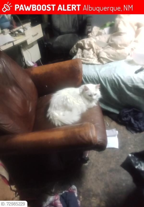 Lost Female Cat last seen Utah and Iomas, Albuquerque, NM 87110