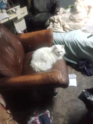Lost Female Cat last seen Utah and Iomas, Albuquerque, NM 87110