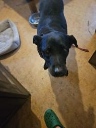 Found/Stray Female Dog last seen FM 1518 and KUSMIERZ, ST HEDWIG TEXAS, Saint Hedwig, TX 78152