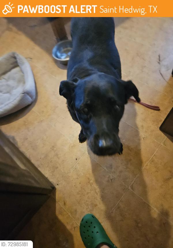 Found/Stray Female Dog last seen FM 1518 and KUSMIERZ, ST HEDWIG TEXAS, Saint Hedwig, TX 78152