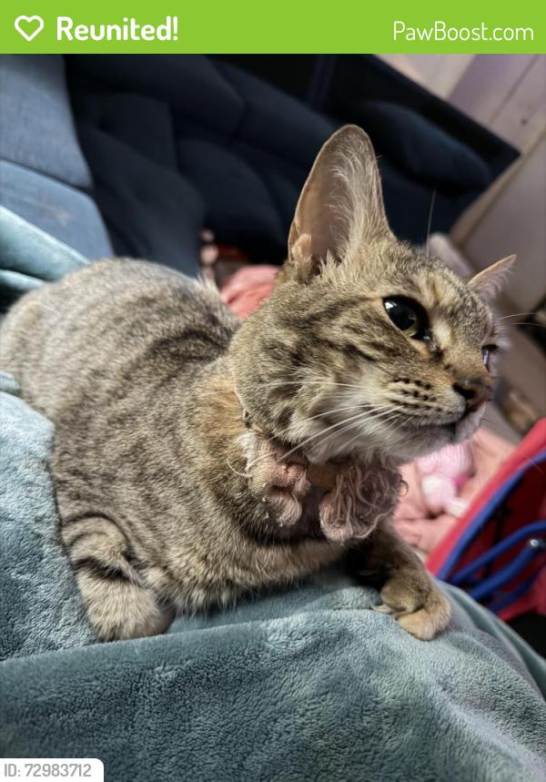 Reunited Female Cat last seen Near n burson ave bogart ga. , Bogart, GA 30622