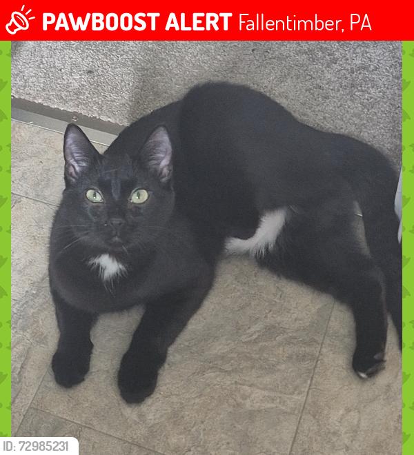 Lost Female Cat last seen Post office , Fallentimber, PA 16639