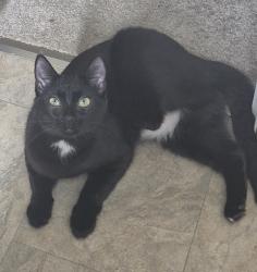 Lost Female Cat last seen Post office , Fallentimber, PA 16639