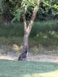 Found/Stray Male Dog last seen Harvest Court, Creedmoor, NC, Creedmoor, NC 27522