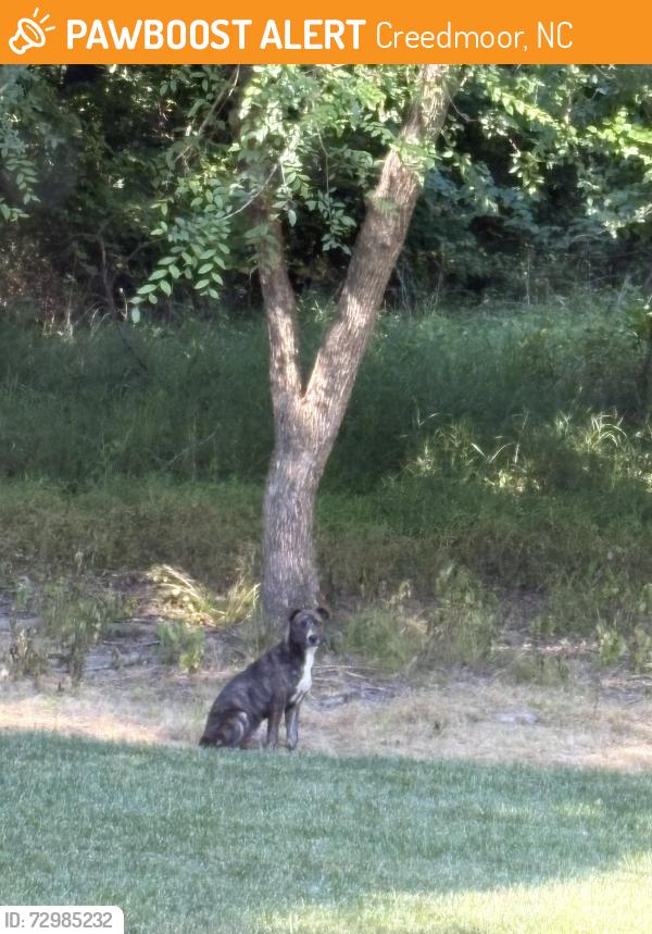 Found/Stray Male Dog last seen Harvest Court, Creedmoor, NC, Creedmoor, NC 27522