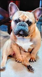Lost Male Dog last seen BOEKE AND ARGENTINE BLVD, Kansas City, KS 66105